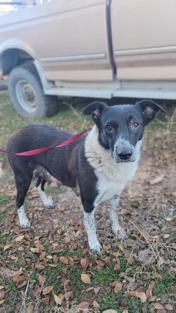 Enlarge Callie, a Adoptable mixed breed in Cortez, CO image 4/6