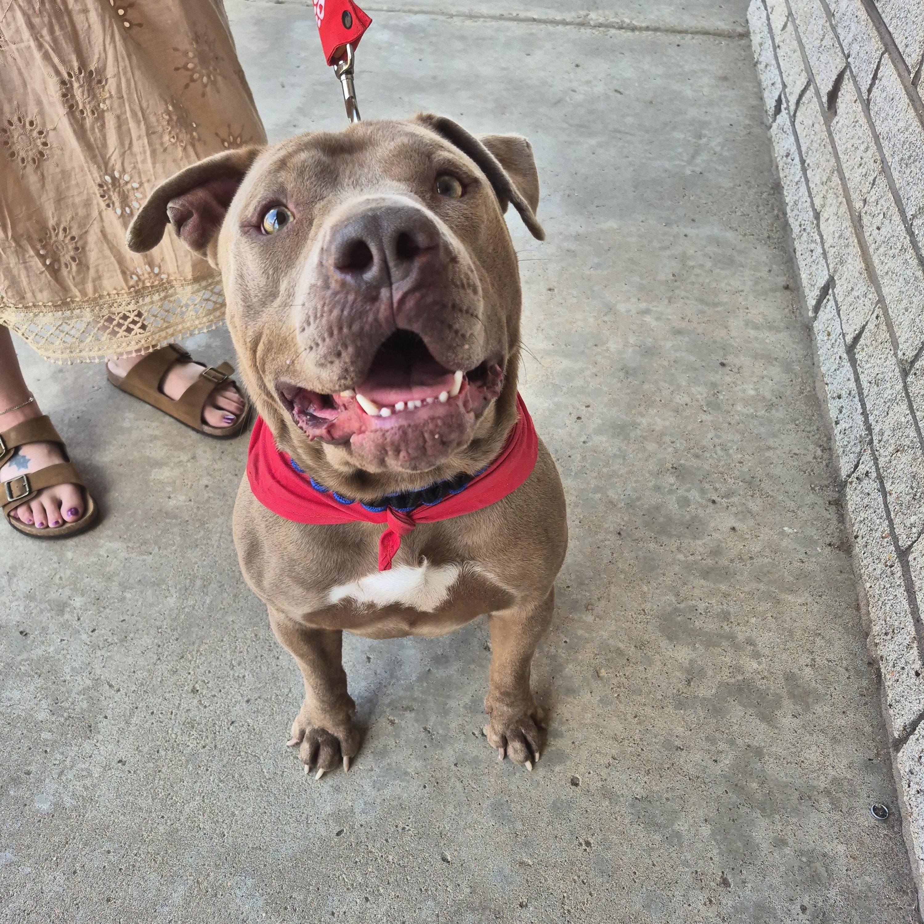 Loki, Adult Male American Staffordshire Terrier