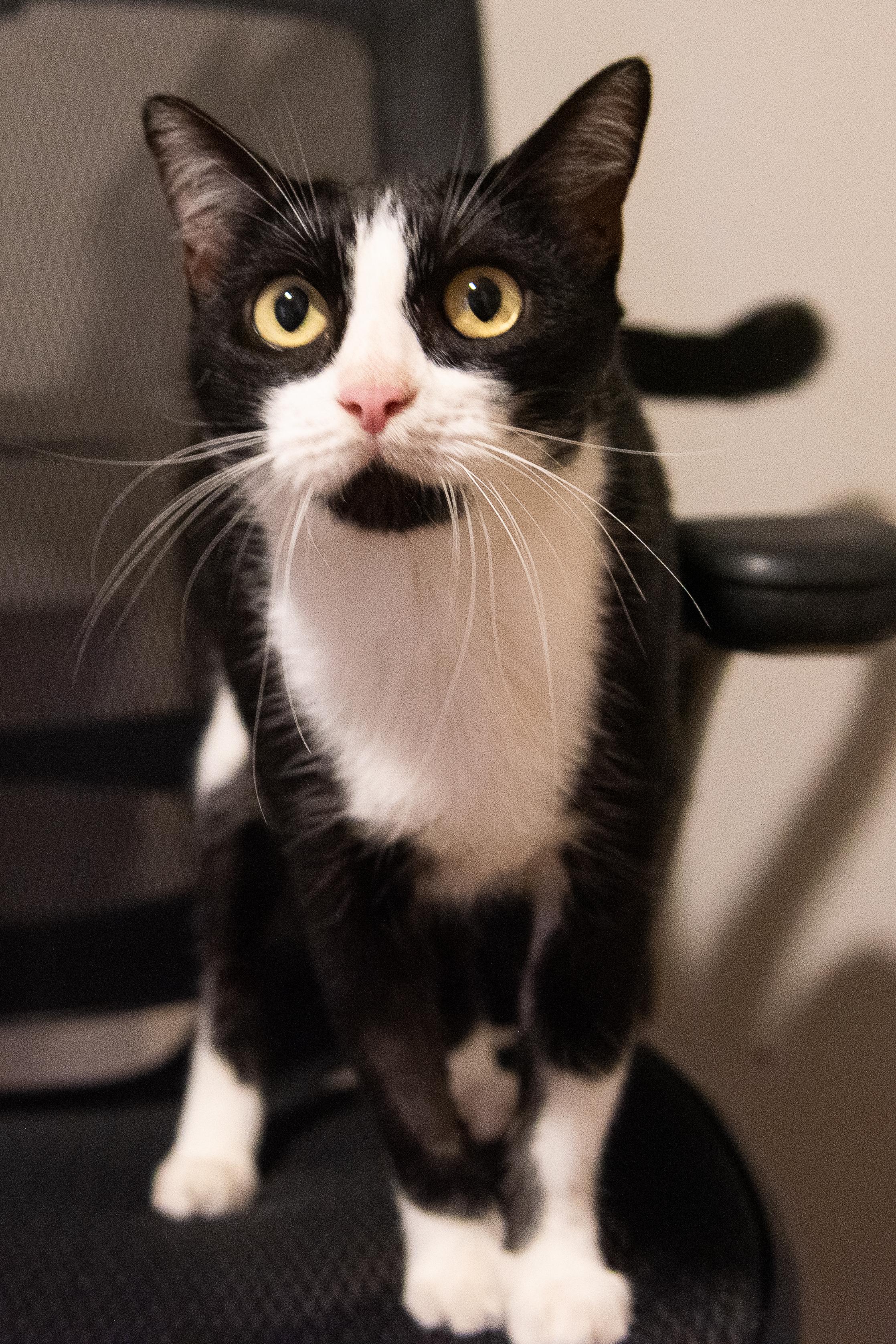 Pippa