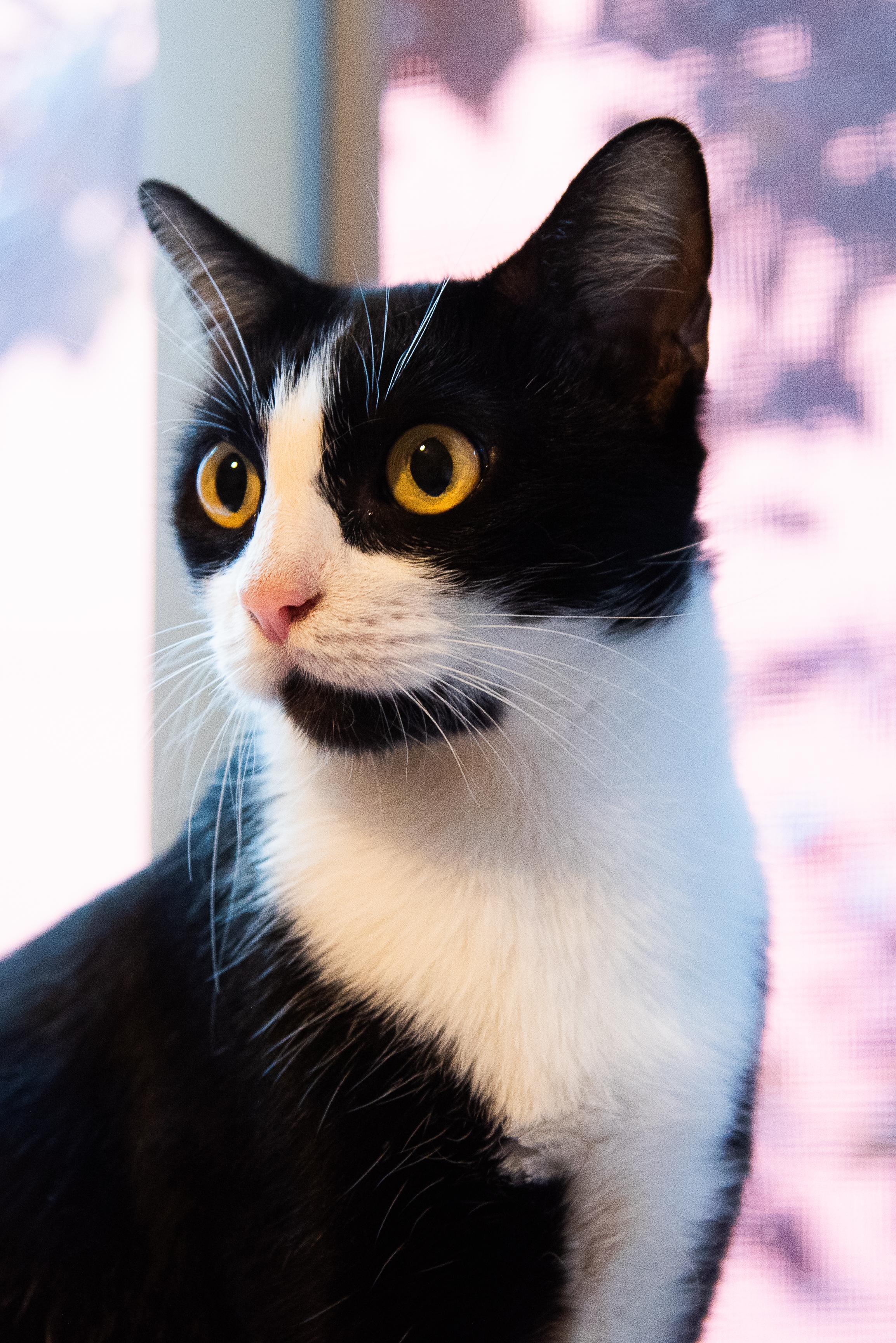 Pippa