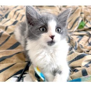 Nancy Cratchit thumbnail 4