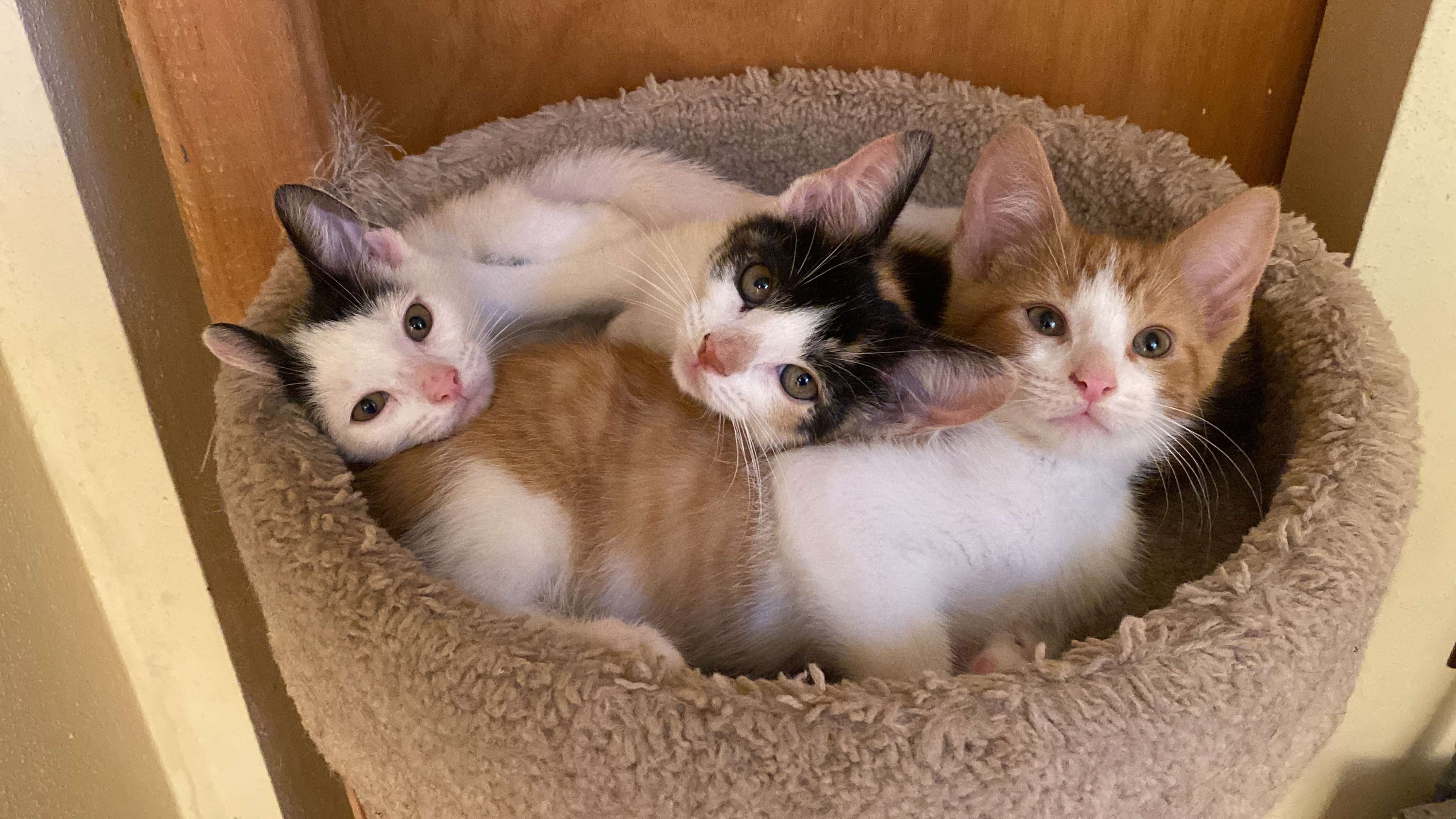 Fish Stick, a Adopted Domestic Short Hair in Milwaukee, WI image 2/5