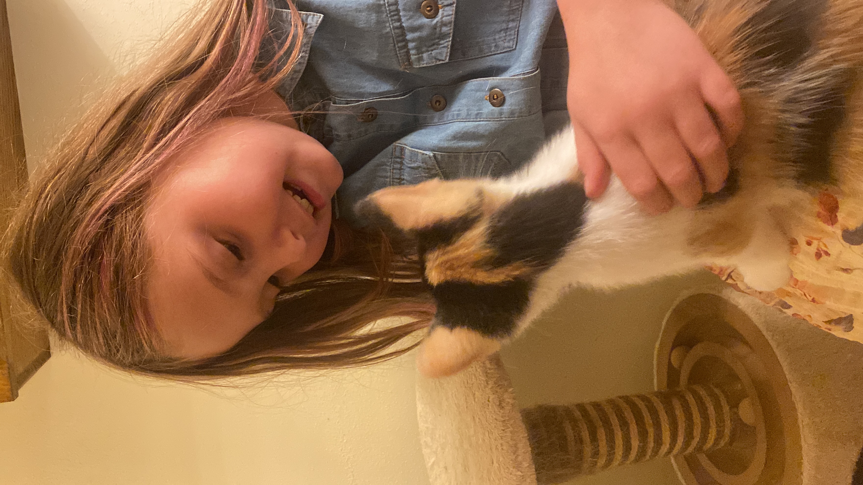 Fish Stick, a Adopted Domestic Short Hair in Milwaukee, WI image 4/5