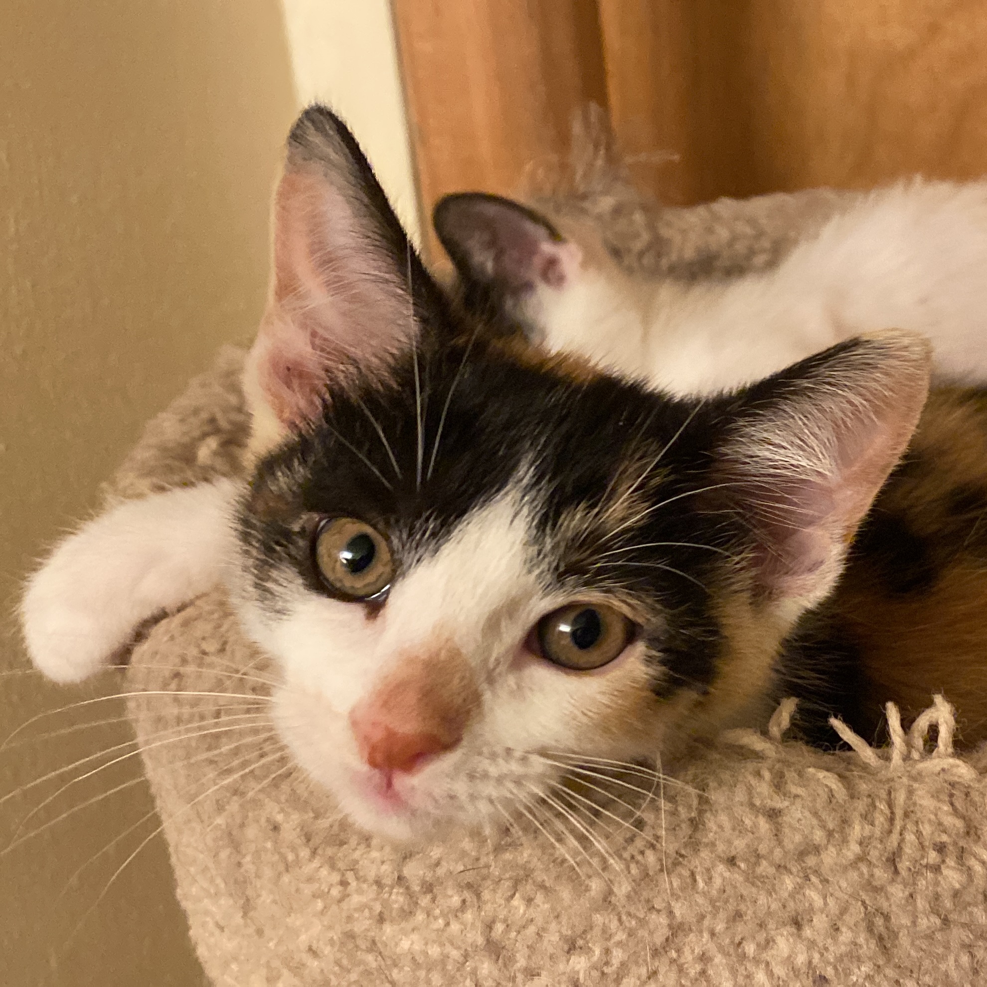 Fish Stick, a Adopted Domestic Short Hair in Milwaukee, WI image 3/5