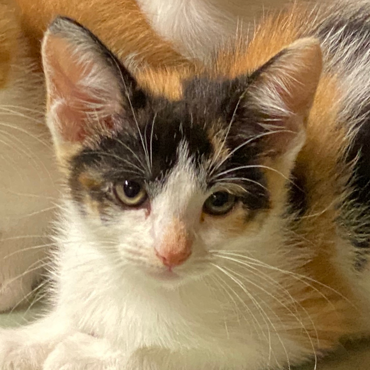 Fish Stick, a Adopted Domestic Short Hair in Milwaukee, WI image 1/5