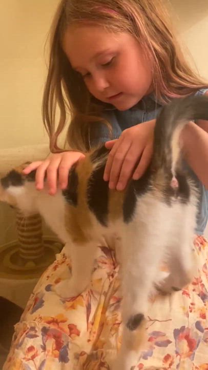 Enlarge Fish Stick, a Adopted Domestic Short Hair in Milwaukee, WI video 5/5