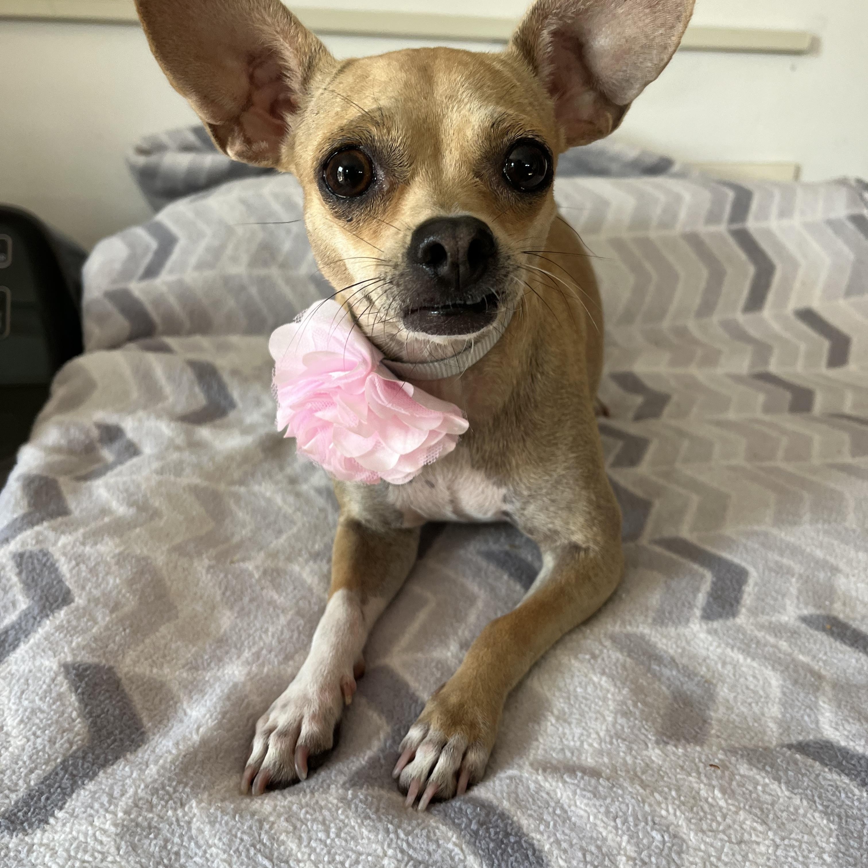 Enlarge Cookie , a ADOPTABLE Chihuahua in Poway, CA image 5/6