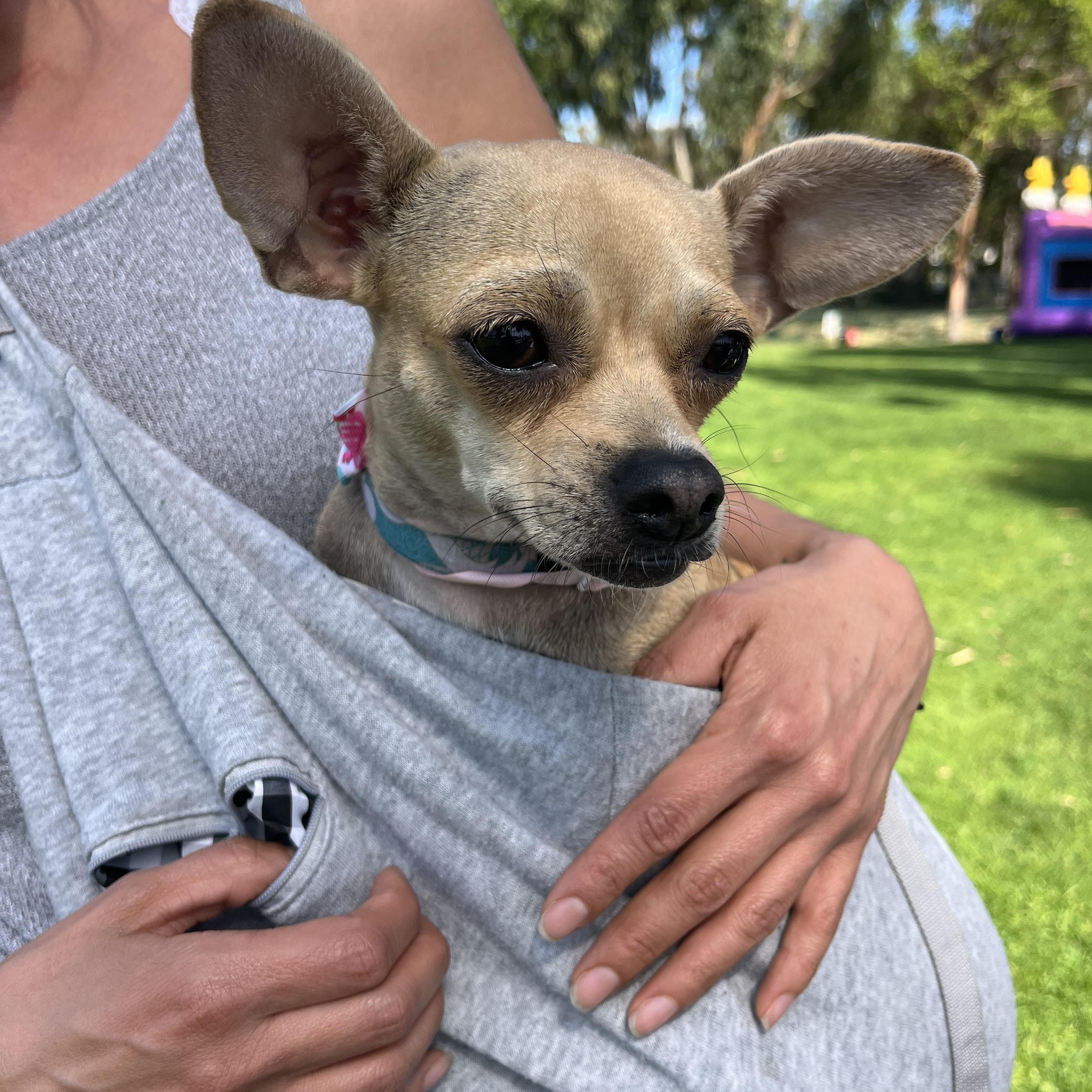 Enlarge Cookie , a ADOPTABLE Chihuahua in Poway, CA image 2/6