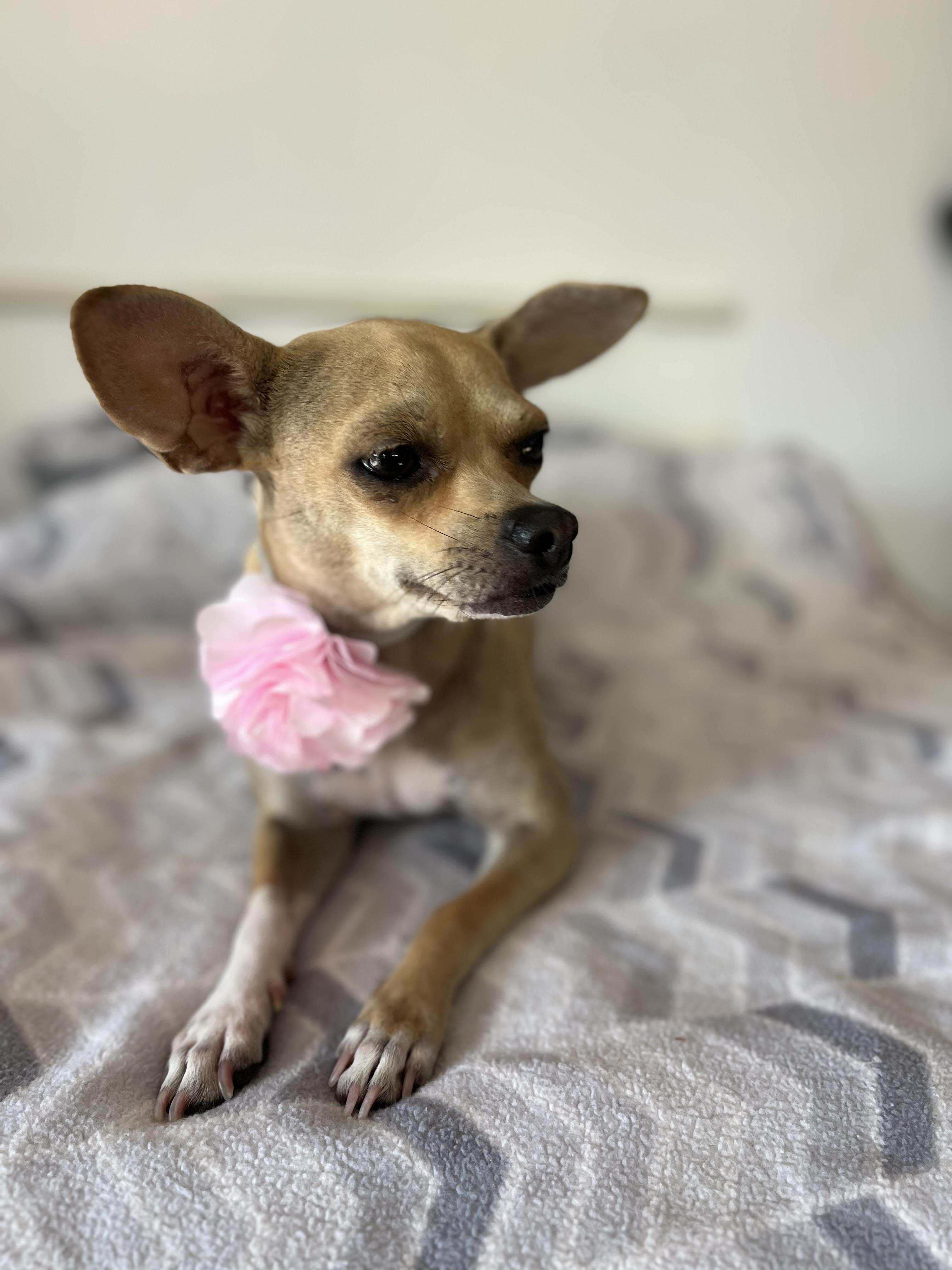 Enlarge Cookie , a ADOPTABLE Chihuahua in Poway, CA image 4/6