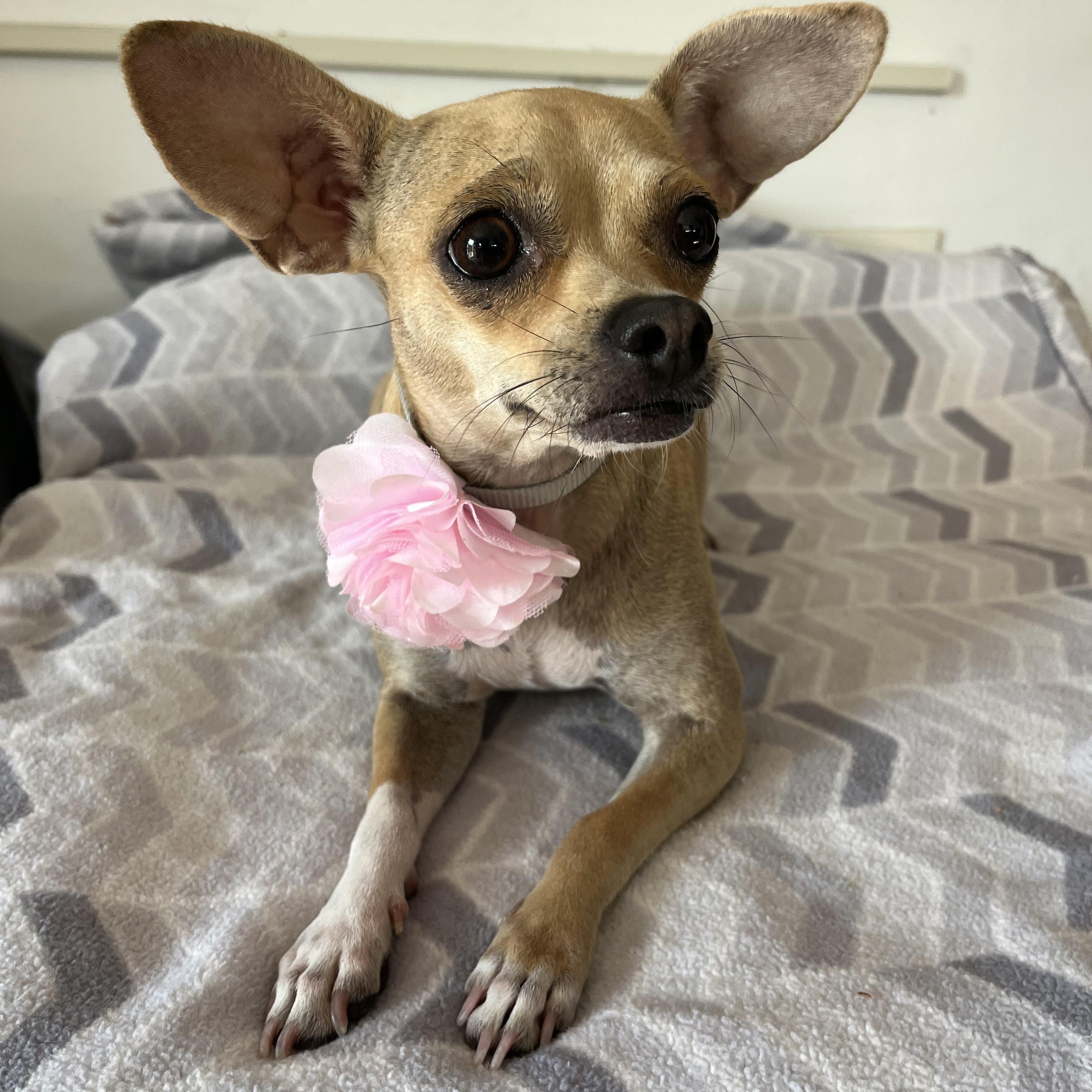 Enlarge Cookie , a ADOPTABLE Chihuahua in Poway, CA image 3/6