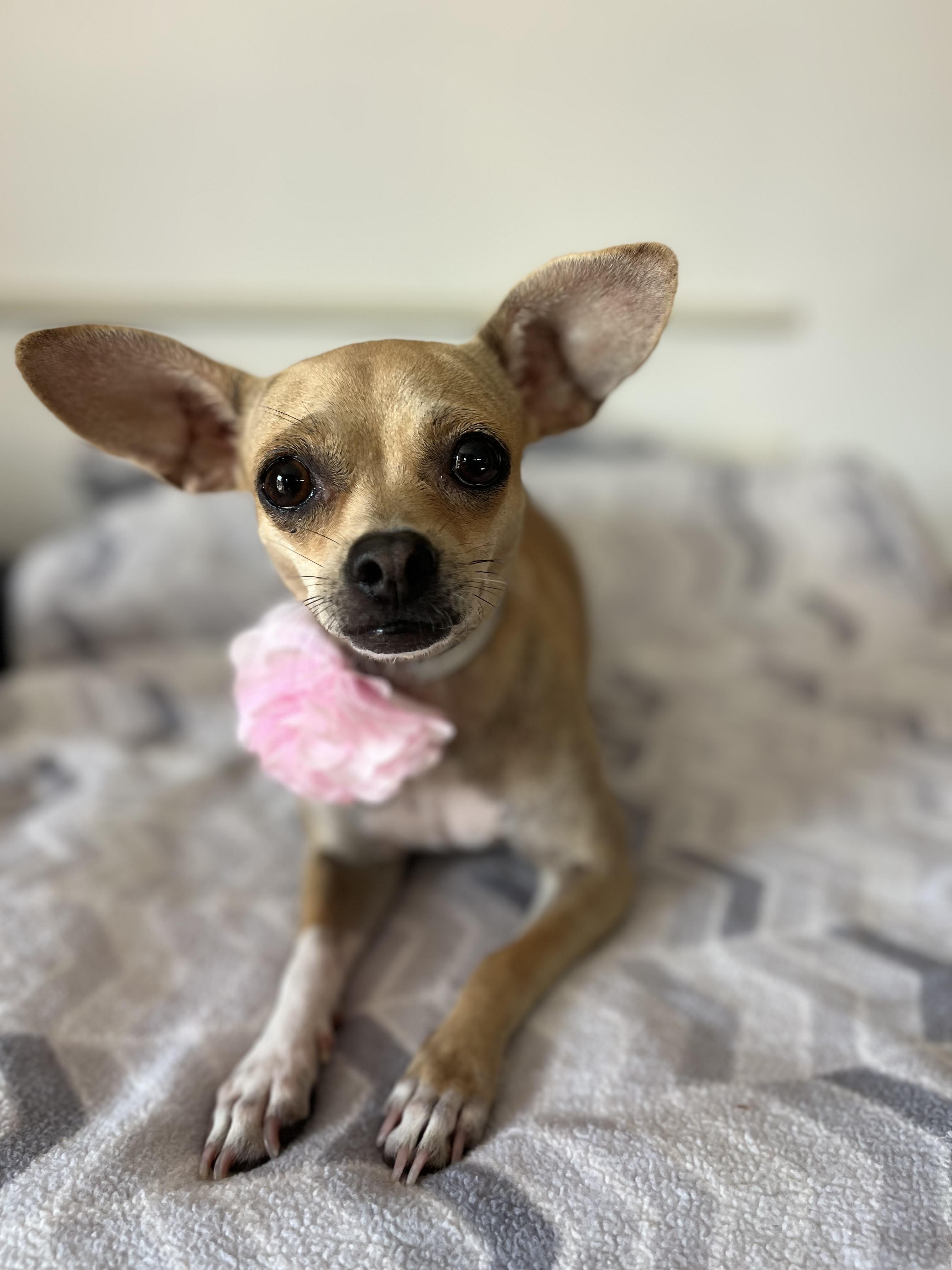 Enlarge Cookie , a ADOPTABLE Chihuahua in Poway, CA image 6/6