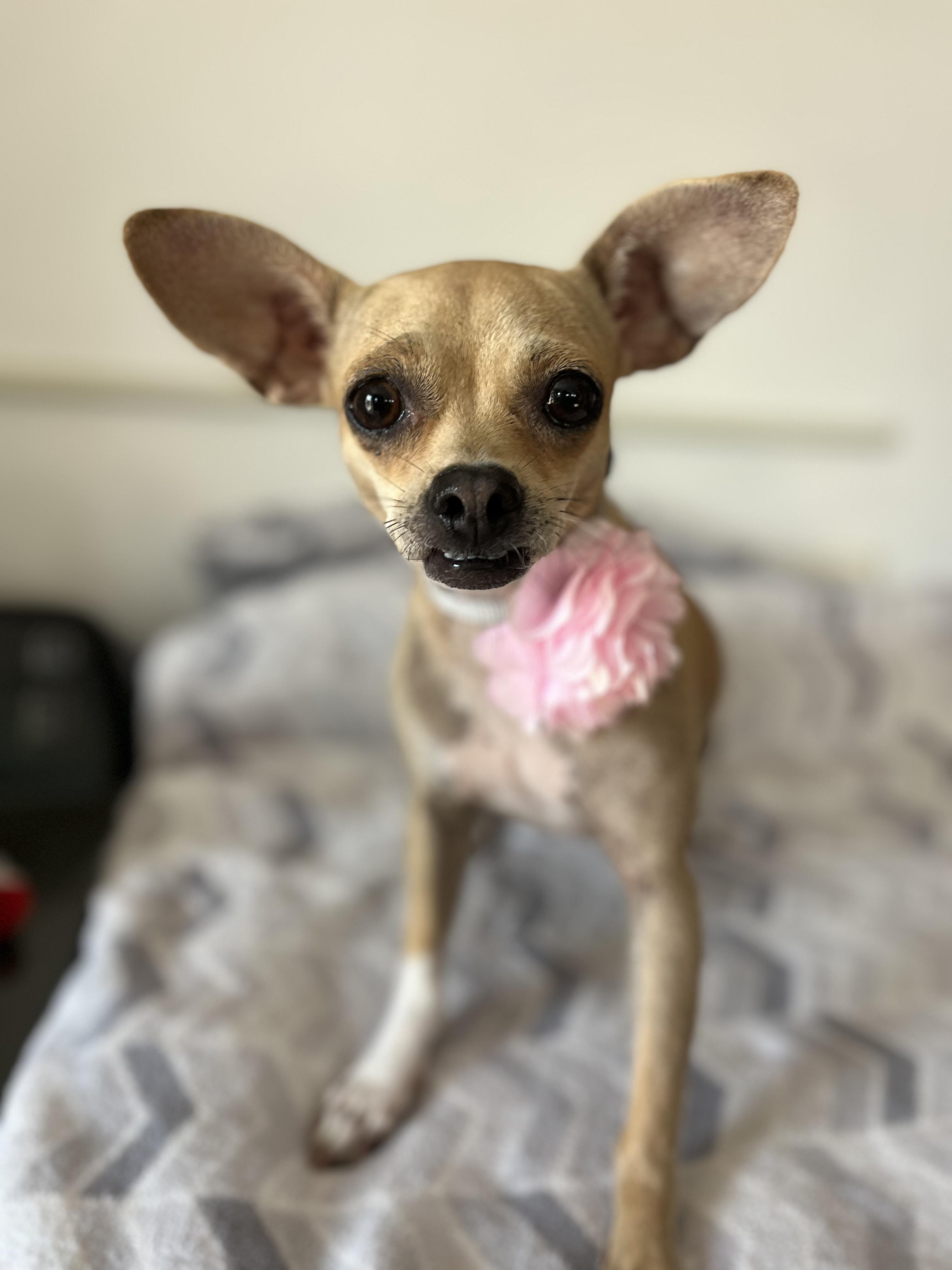 Enlarge Cookie , a ADOPTABLE Chihuahua in Poway, CA image 1/6