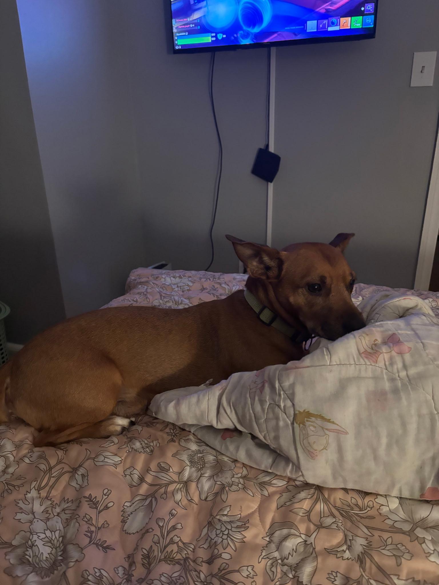 Enlarge Rocky, a Adoptable mixed breed in Chesapeake Beach, MD image 3/4