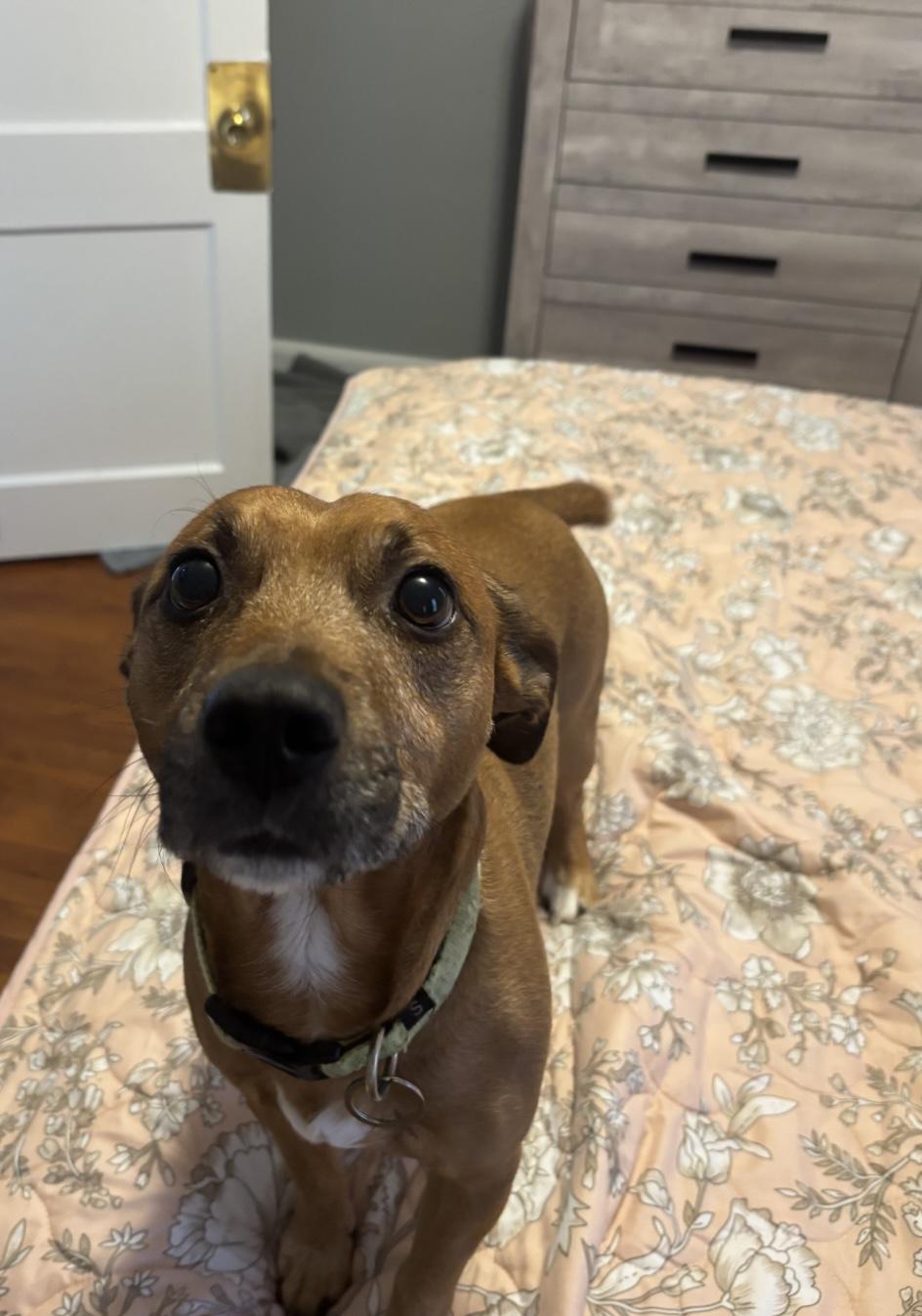 Rocky, Adoptable, Adult Male Jack Russell Terrier & Chihuahua.