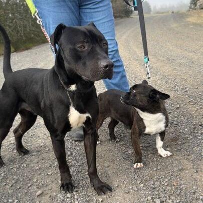 Jax, Adoptable, Adult Male Pit Bull Terrier.