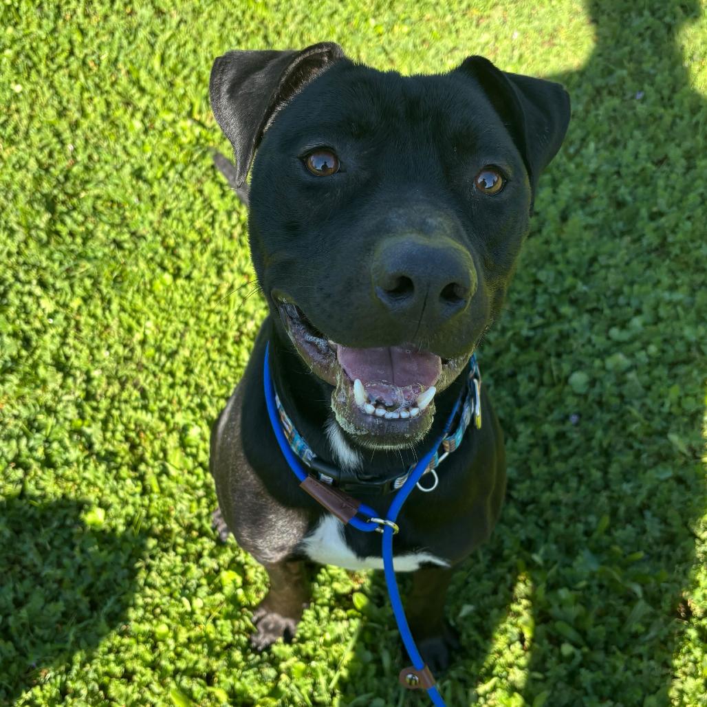 Enlarge Jax, a Adoptable Pit Bull Terrier in Turlock, CA image 2/6