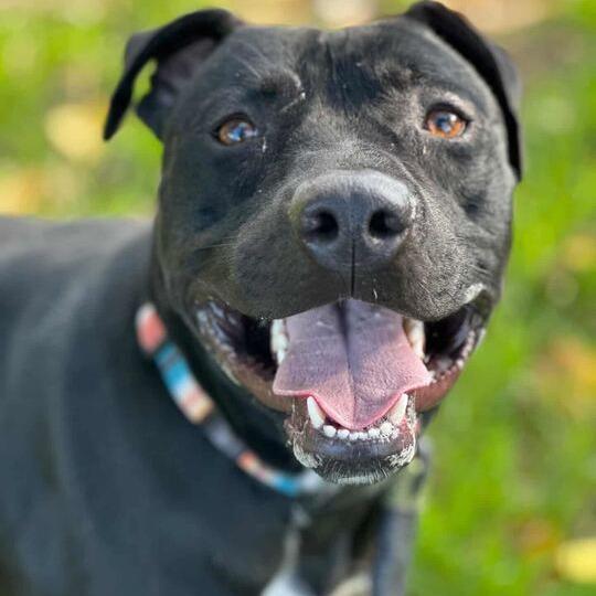 Enlarge Jax, a Adoptable Pit Bull Terrier in Turlock, CA image 3/6