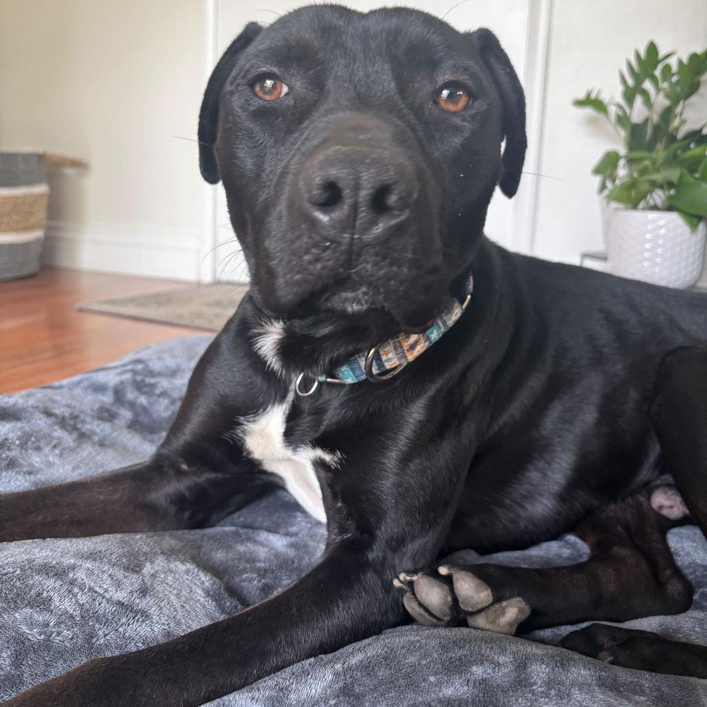 Enlarge Jax, a Adoptable Pit Bull Terrier in Turlock, CA image 4/6