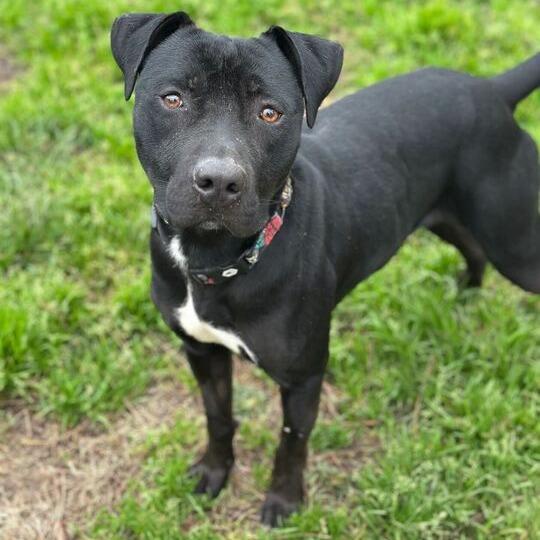 Enlarge Jax, a Adoptable Pit Bull Terrier in Turlock, CA image 4/6