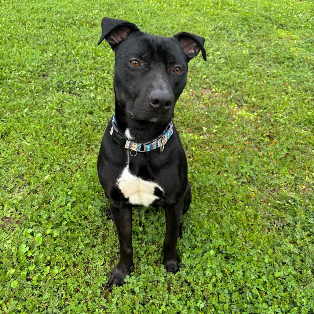 Enlarge Jax, a Adoptable Pit Bull Terrier in Turlock, CA image 5/6