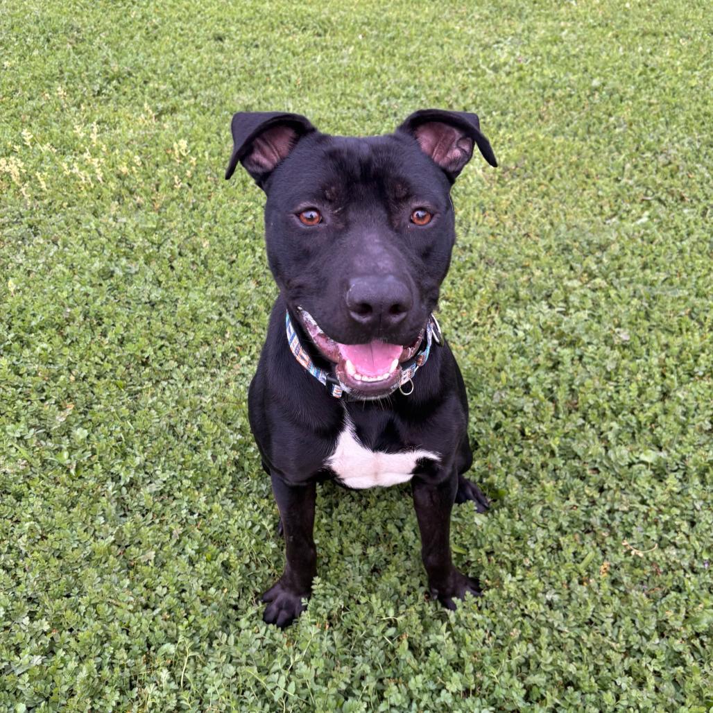 Enlarge Jax, a Adoptable Pit Bull Terrier in Turlock, CA image 6/6
