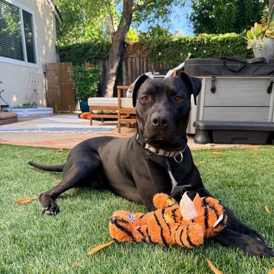 Enlarge Jax, a Adoptable Pit Bull Terrier in Turlock, CA image 6/6
