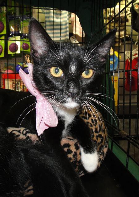 Enlarge Suki, a Adoptable Domestic Short Hair in Newport Beach, CA image 1/1