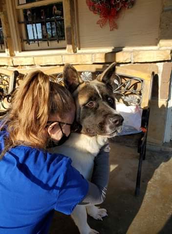 Nelson, Adoptable, Young Male Akita.