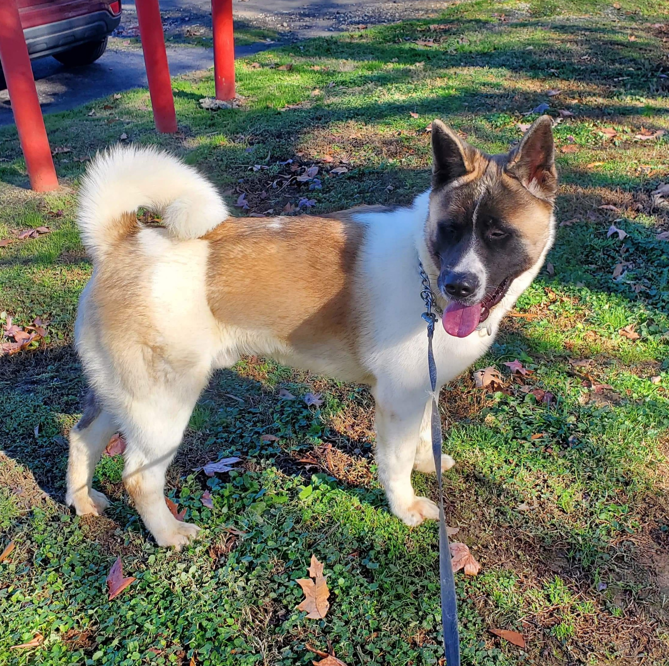 Nelson, a Adoptable Akita in Jacksonville, FL image 2/5