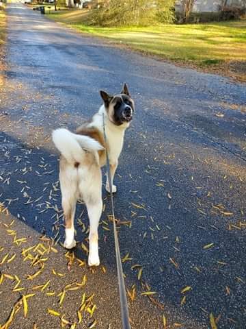 Nelson, Adoptable, Young Male Akita.