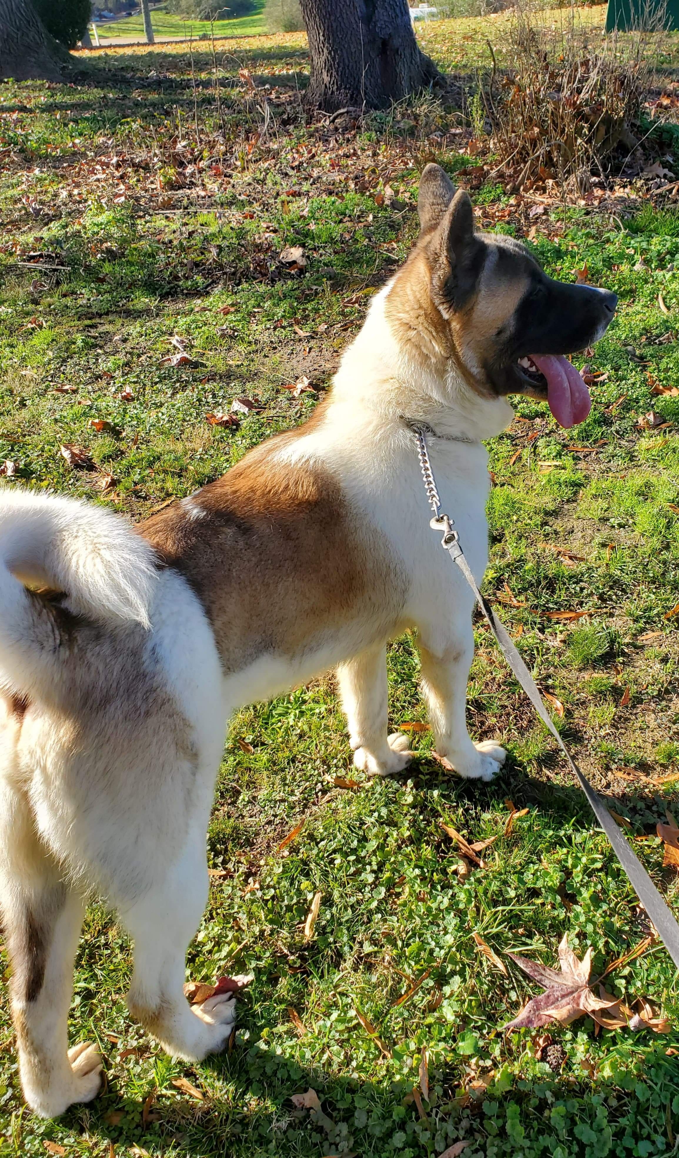 Nelson, a Adoptable Akita in Jacksonville, FL image 4/5