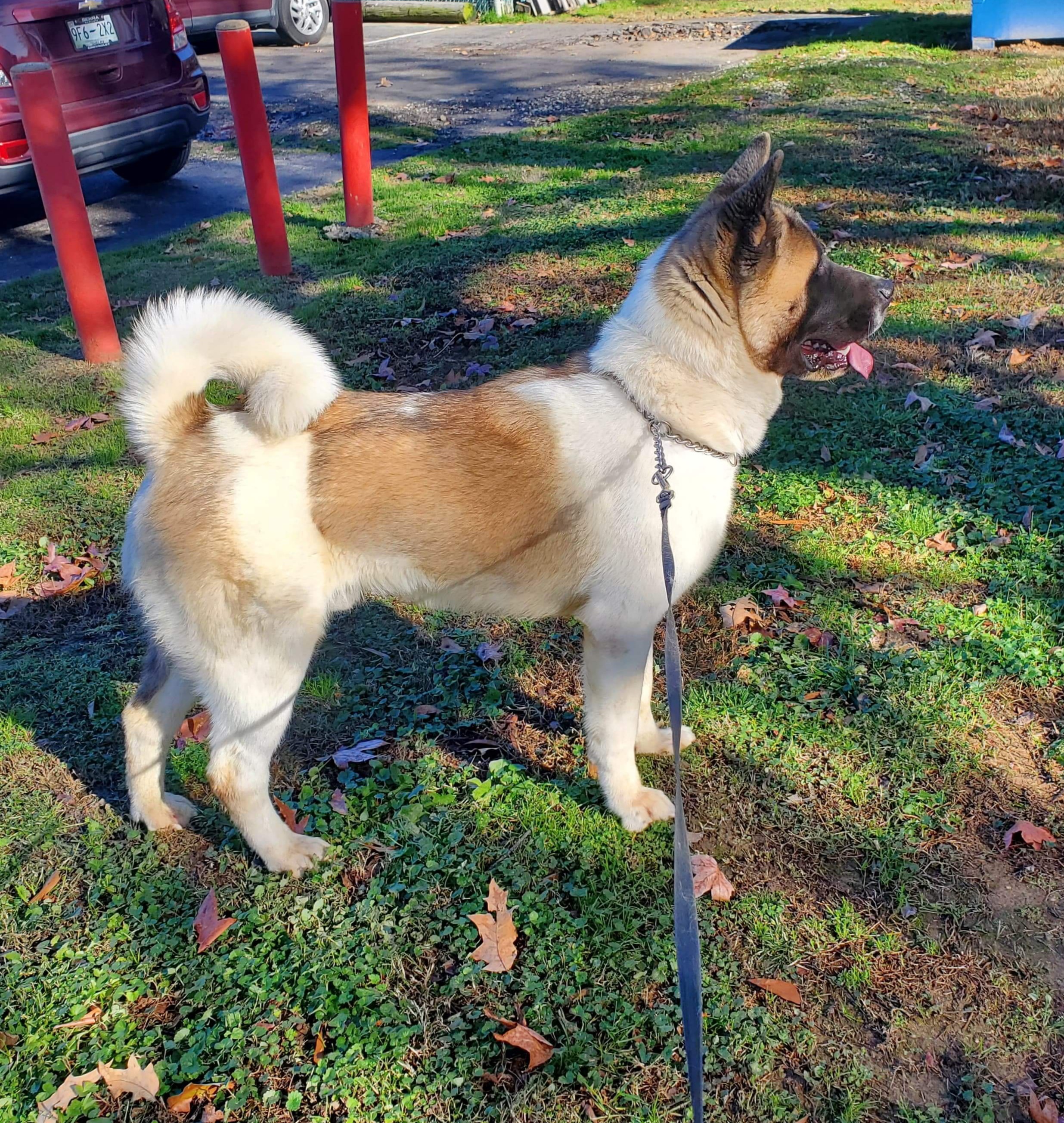 Nelson, a Adoptable Akita in Jacksonville, FL image 5/5
