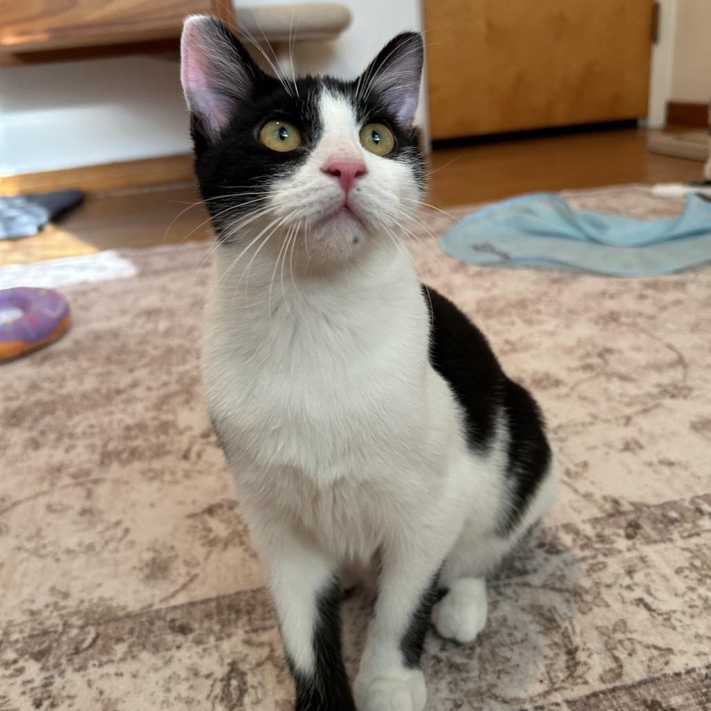 Enlarge George Harrison, a Adoptable Domestic Short Hair in St. Louis, MO image 1/6