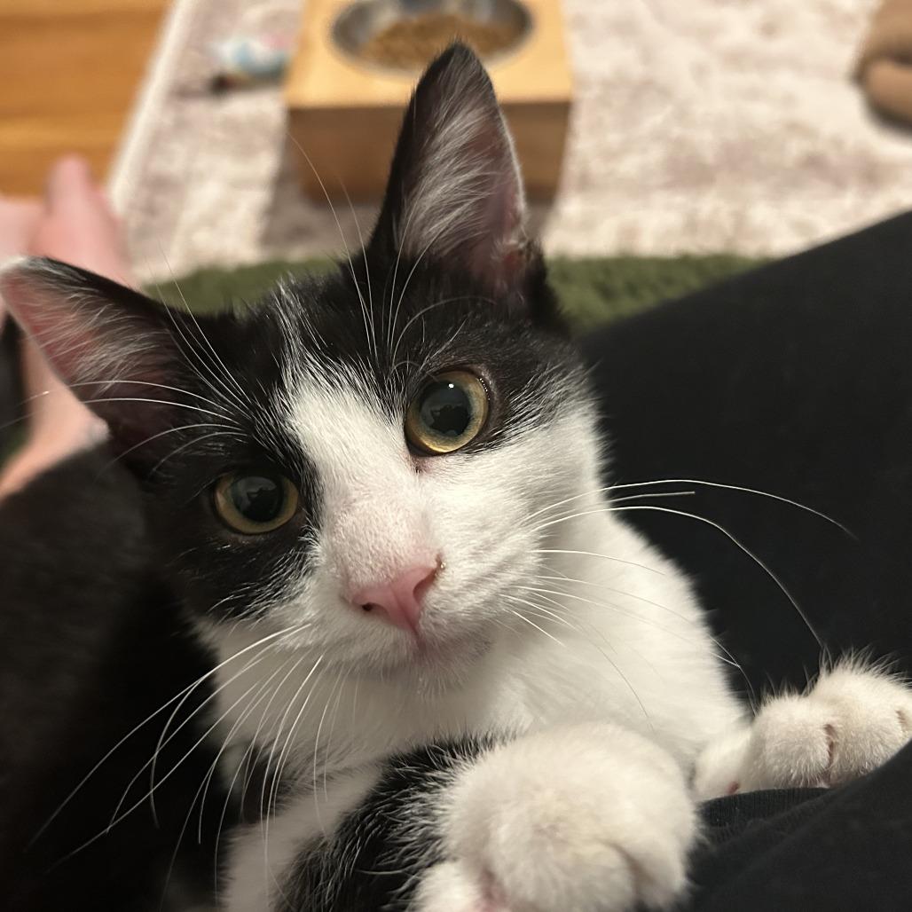 Enlarge George Harrison, a Adoptable Domestic Short Hair in St. Louis, MO image 2/6