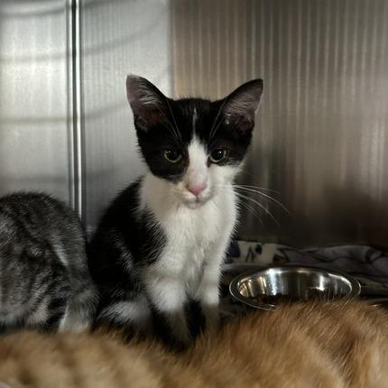 Enlarge George Harrison, a Adoptable Domestic Short Hair in St. Louis, MO image 6/6
