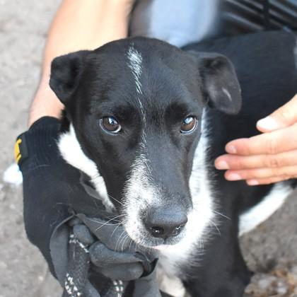 Juniper, ADOPTABLE, Young Female Border Collie.