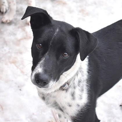 Juniper, ADOPTABLE, Young Female Border Collie.