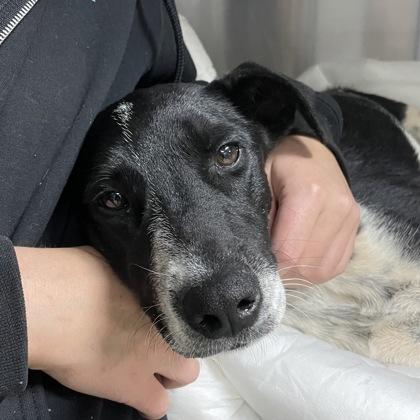 Enlarge Juniper, a ADOPTABLE mixed breed in Flagstaff, AZ image 3/3