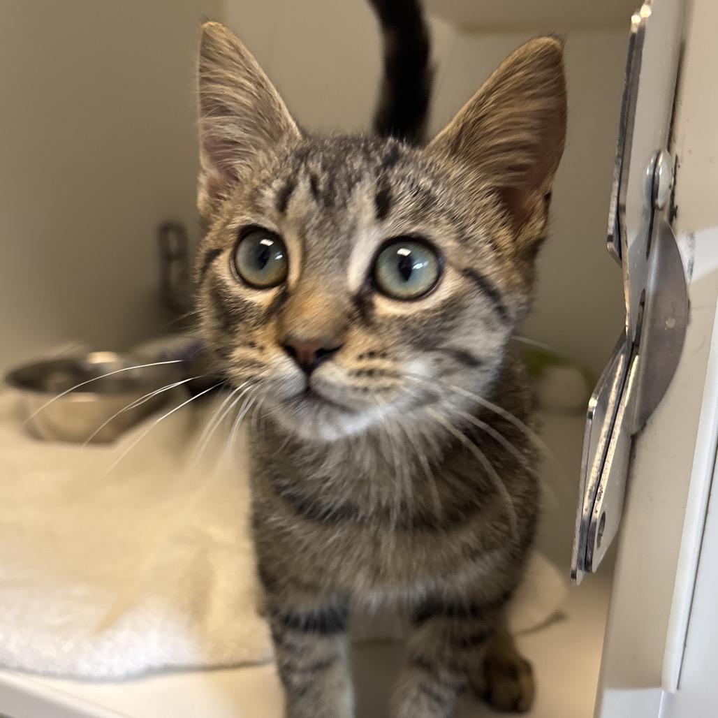 Garlic Bread, Adoptable, Kitten Male Domestic Short Hair.