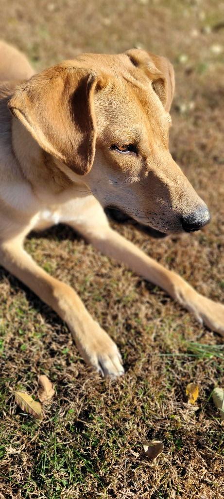 Bourbon, Adoptable, Young Male German Shepherd Dog & Hound.