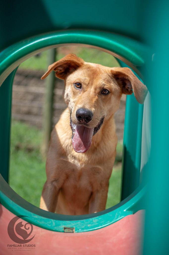 Bourbon, a Adoptable mixed breed in Lovingston, VA image 2/3