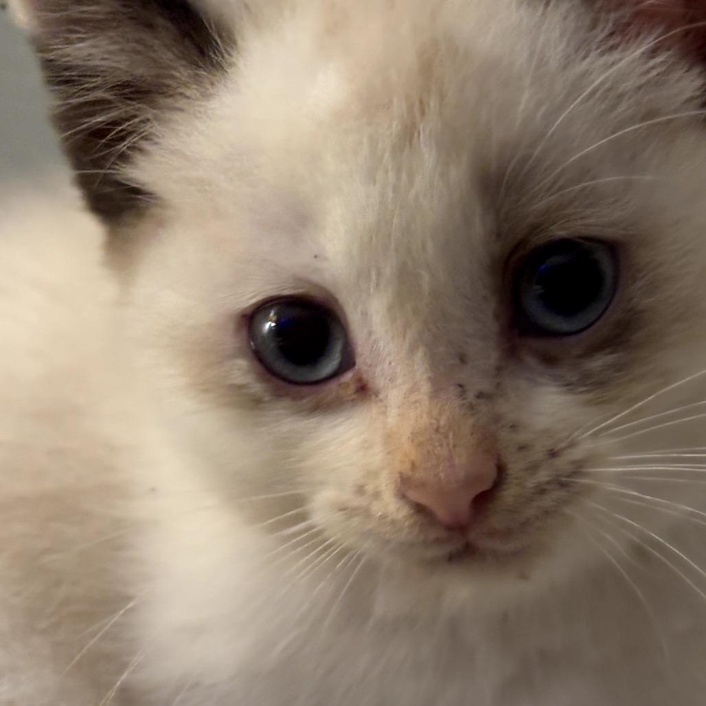 Connie, Adoptable, Kitten Female Siamese & Domestic Medium Hair.