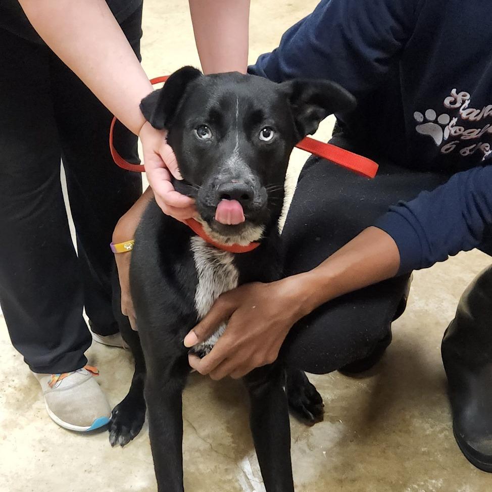 Danali - 022703U, Adoptable, Young Male Black Labrador Retriever & Husky.