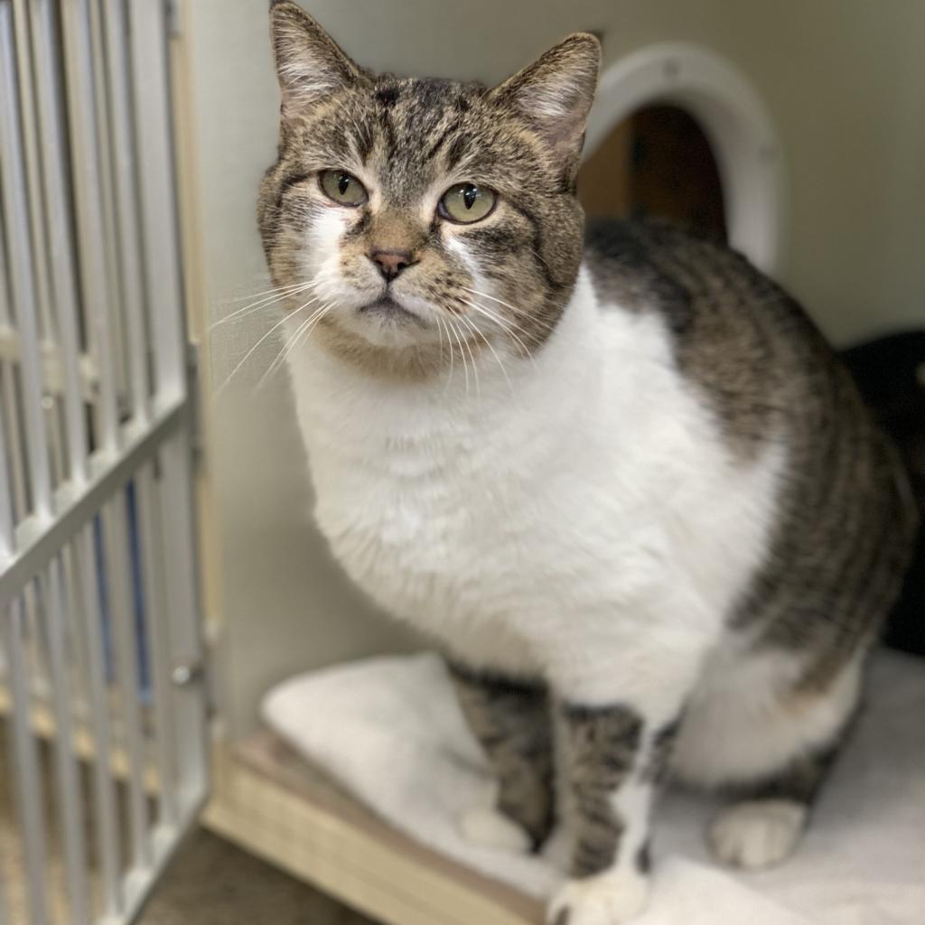 Puddle, Adoptable, Senior Female Domestic Short Hair.