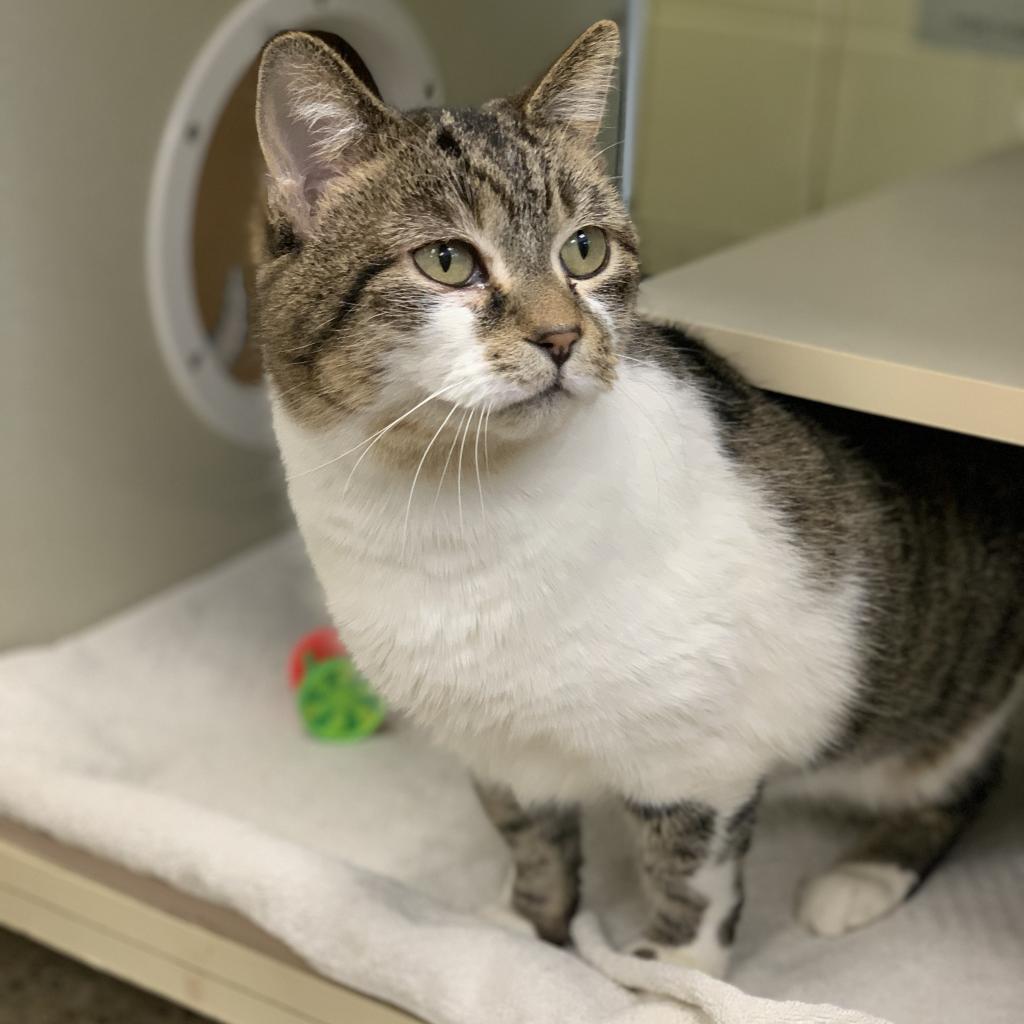 Enlarge Puddle, a Adoptable Domestic Short Hair in West Olive, MI image 2/3