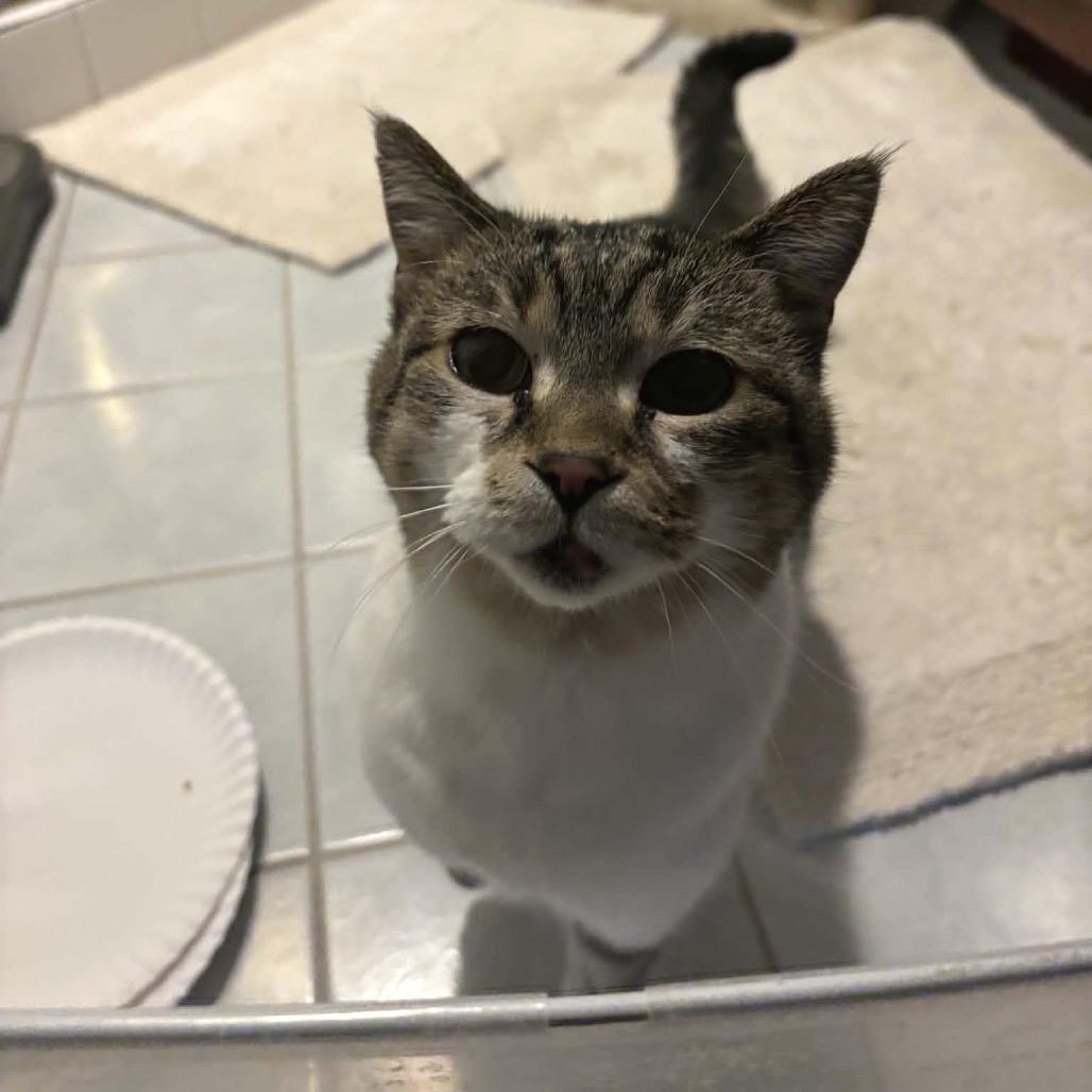 Enlarge Puddle, a Adoptable Domestic Short Hair in West Olive, MI image 3/3