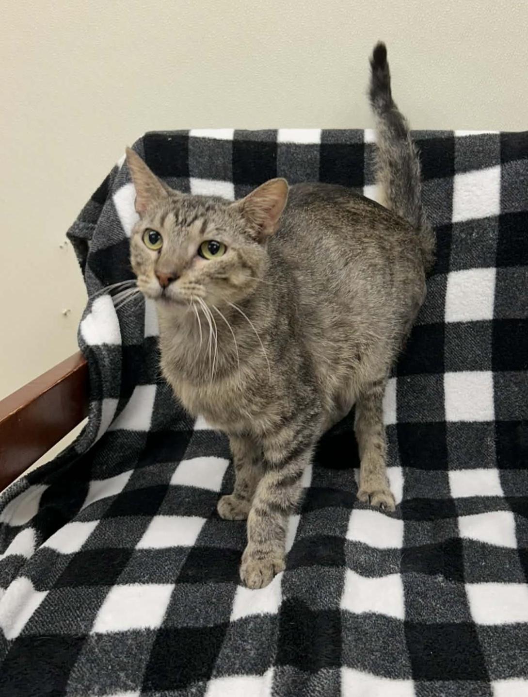 Enlarge Little Bit, a Adoptable mixed breed in Maryville, MO image 5/6