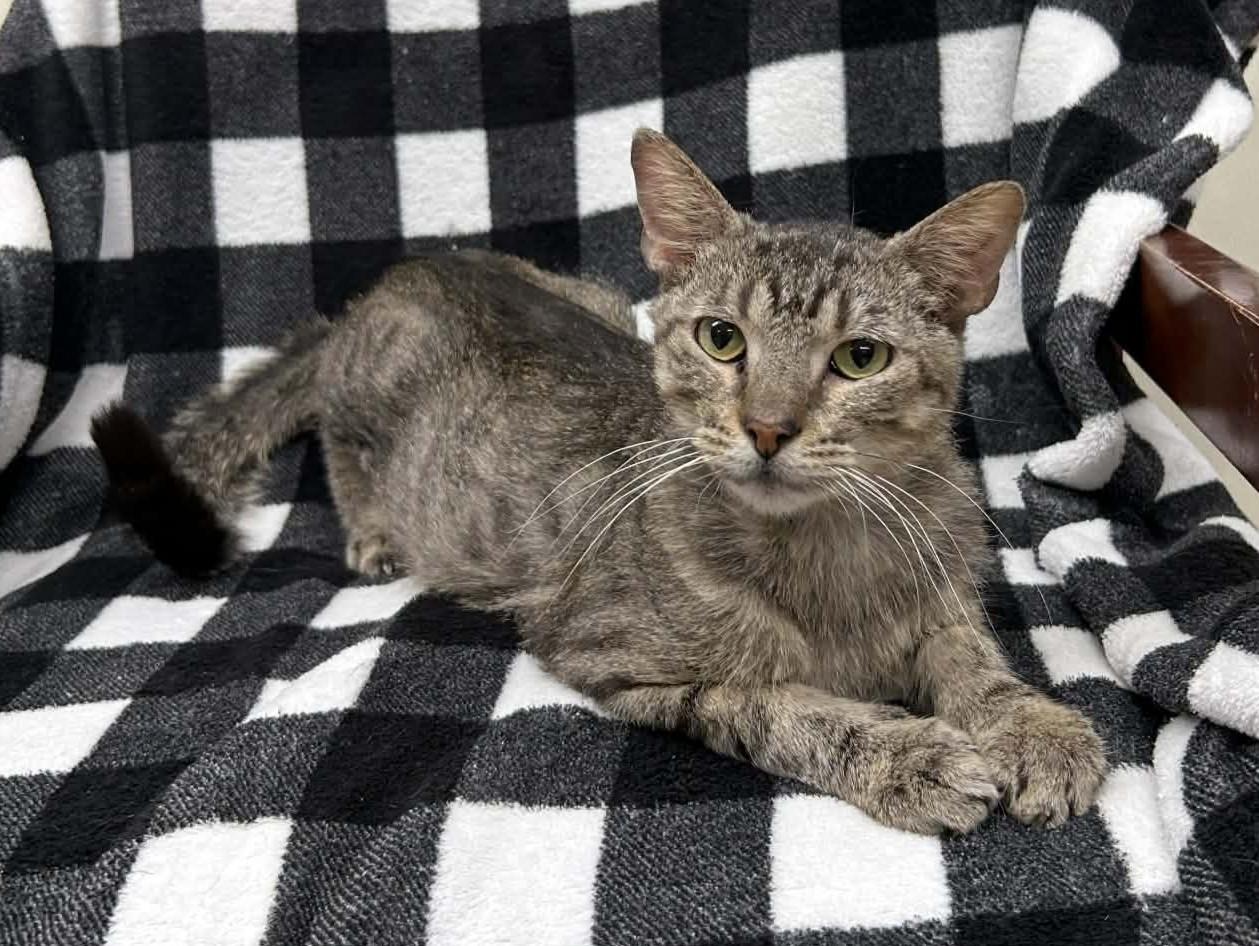 Enlarge Little Bit, a Adoptable mixed breed in Maryville, MO image 3/6