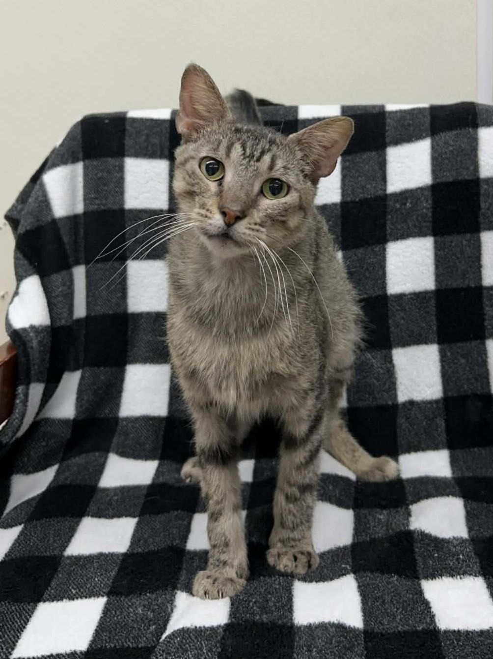 Enlarge Little Bit, a Adoptable mixed breed in Maryville, MO image 2/6