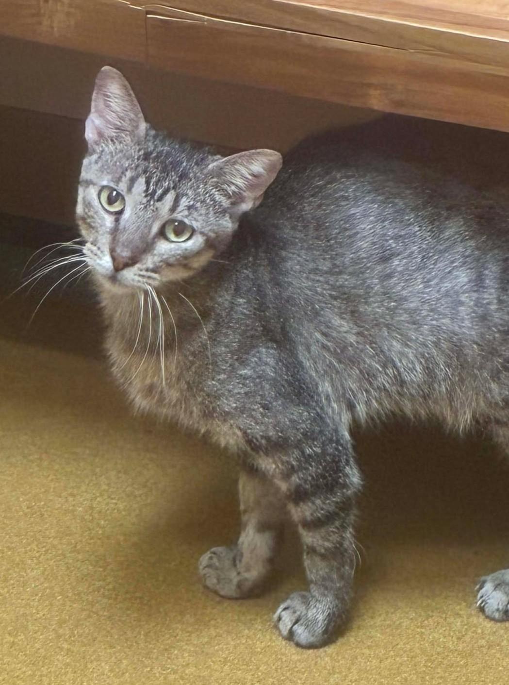 Enlarge Little Bit, a Adoptable mixed breed in Maryville, MO image 1/6